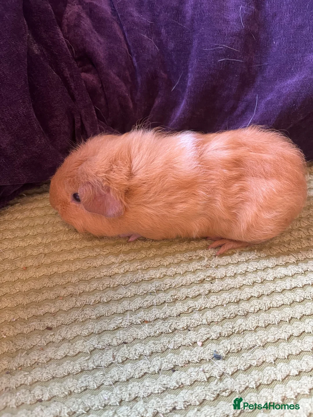 Guinea Pig rodents for sale: Guinea pigs  - Advert 2