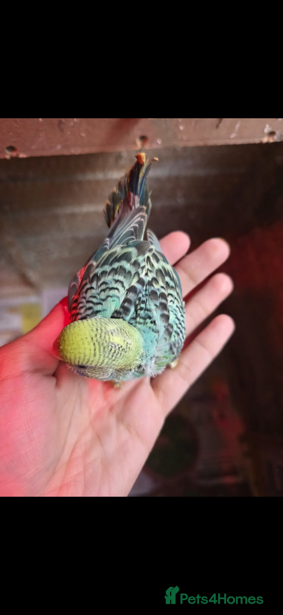 Budgerigars birds for sale: Tame baby budgies  - Advert 5