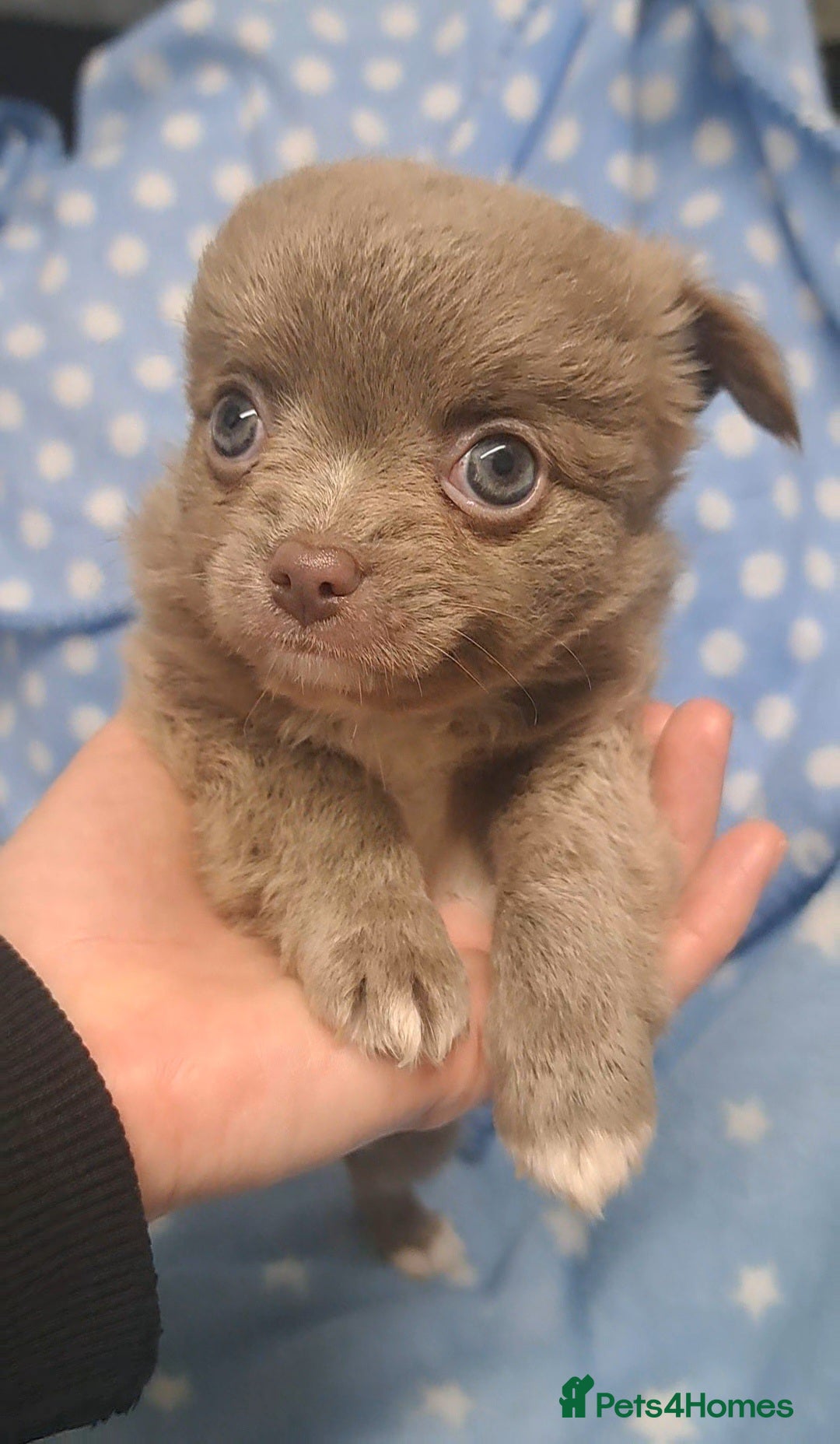 Chihuahua dogs One long coat chihuahua male now available - Advert 5