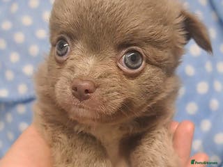 Chihuahua dogs One long coat chihuahua male now available - Advert 5