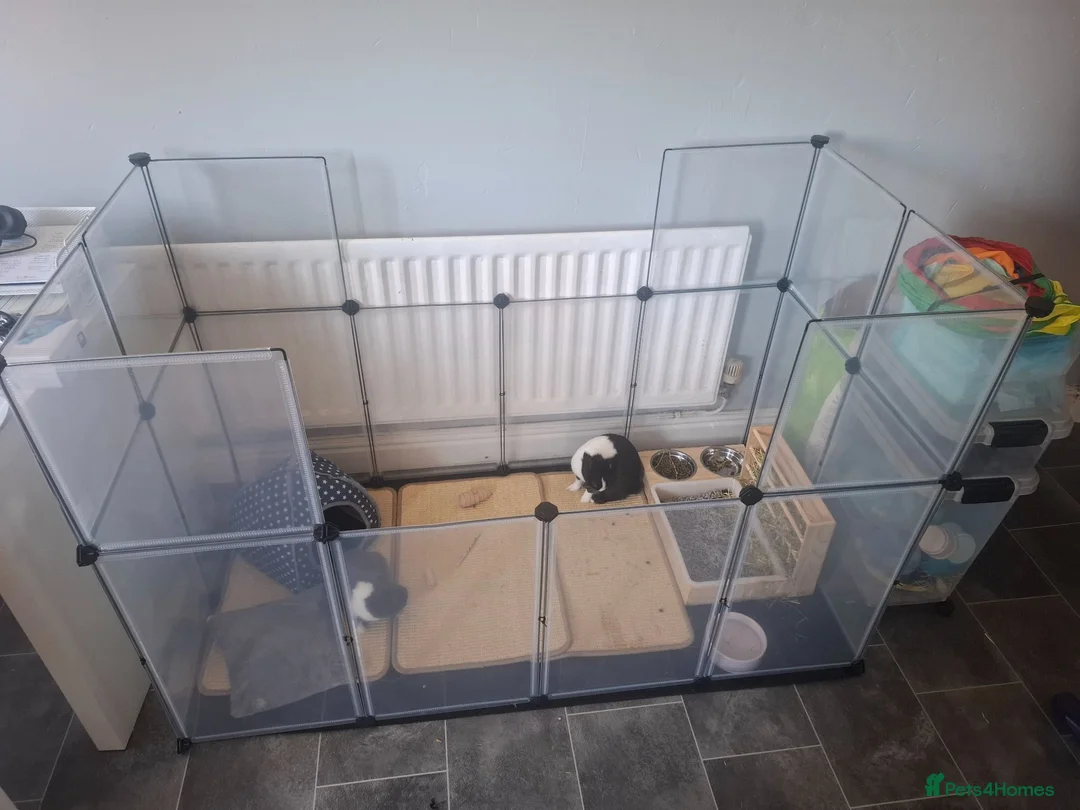 Mixed Breed rabbits for sale: 2 Female Sibling Rabbits - Advert 12