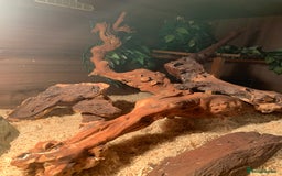 Corn Snake reptiles for sale:  Zep the cornsnake - Image 10