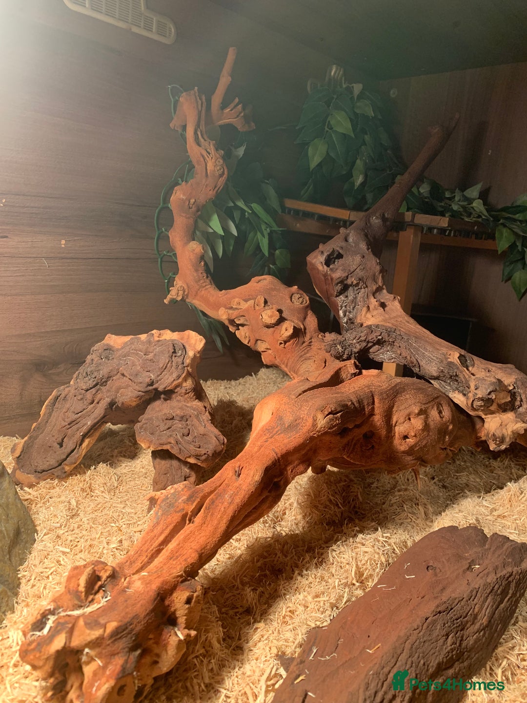 Corn Snake reptiles for sale:  Zep the cornsnake - Image 10