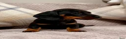 Miniature Dachshund dogs for sale: True to type miniature smooth dachshund puppies - Advert 12