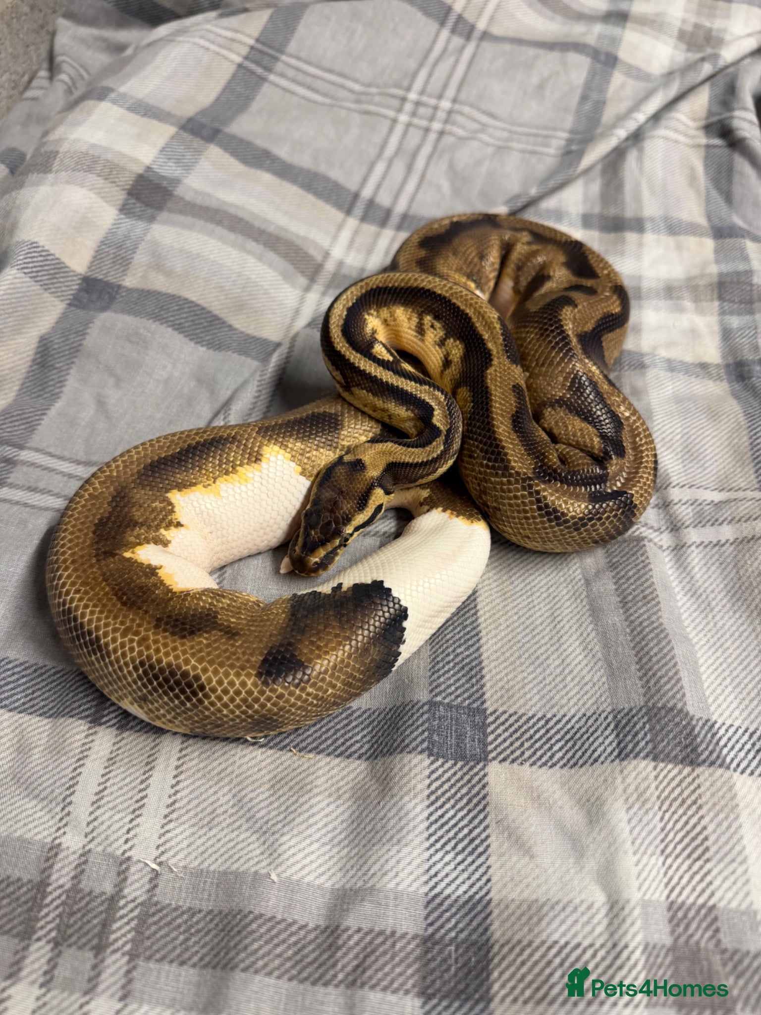 Python Snake reptiles Piebald royal python  - Advert 1