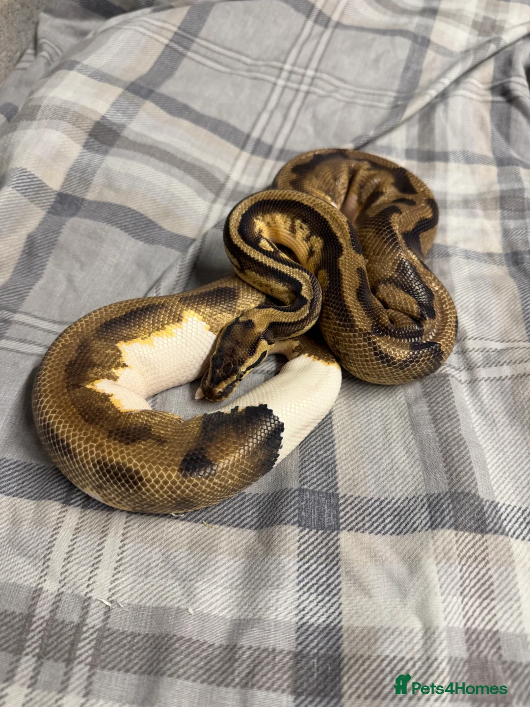 Python Snake reptiles for sale: Piebald royal python  in Manchester - Advert 1