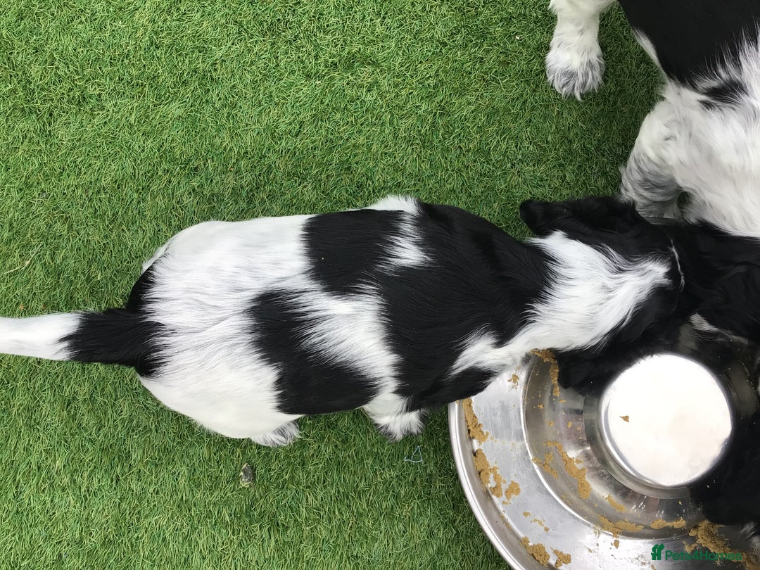 Cocker Spaniel dogs for sale:  show cocker puppy.KC reg. AMS.PRA. & FN clear. - Image 29