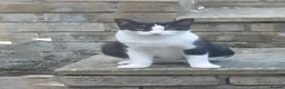 Mixed Breed cats for adoption: Help give a rescue cat a home - Advert 2