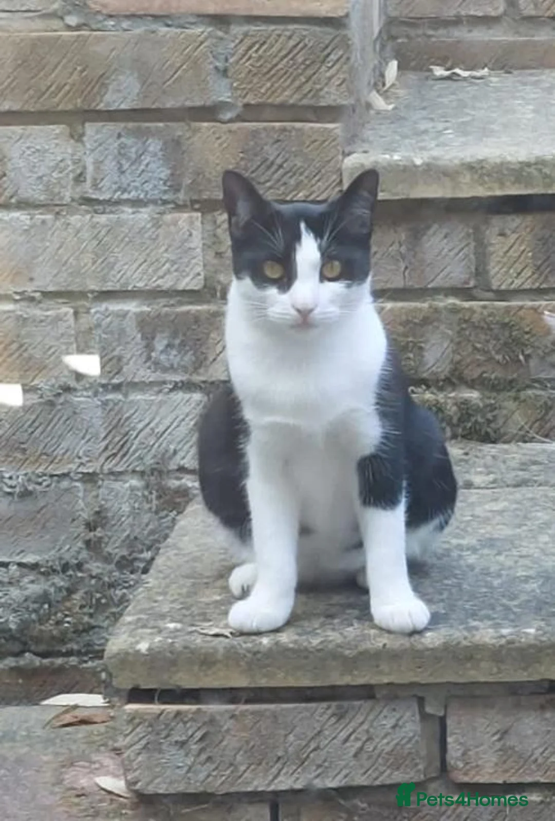 Mixed Breed cats for adoption: Help give a rescue cat a home - Advert 2