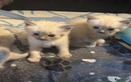 Ragdoll cats for sale: BEAUTIFUL RAGDOLL KITTENS - Image 9