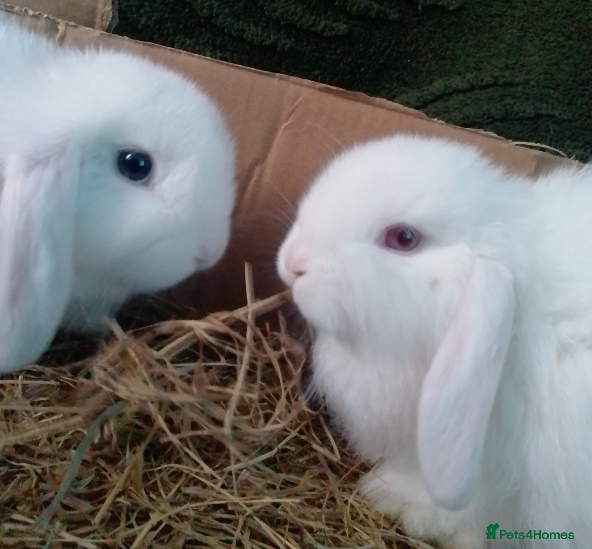 Mini Lop rabbits for sale: Pure Mini Lop Bunnies Ready to go  - Advert 1