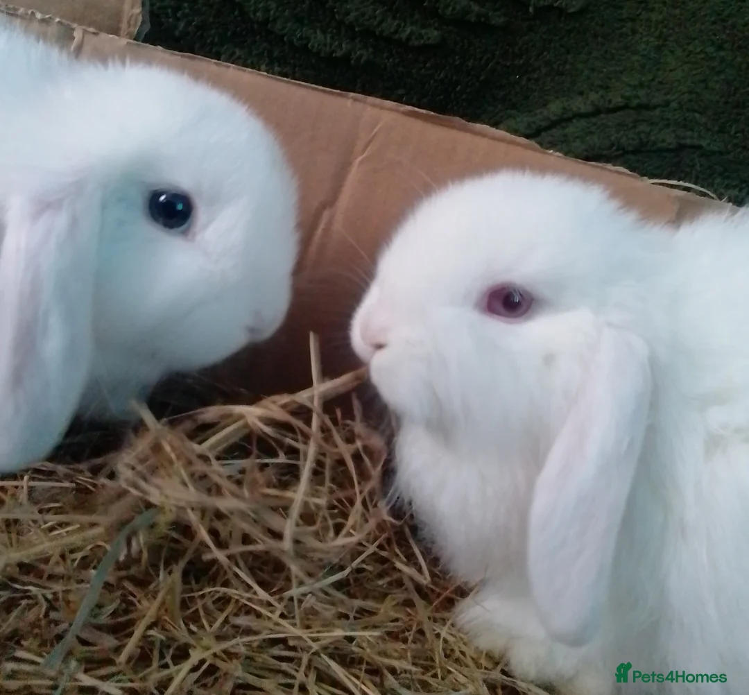 Mini Lop rabbits for sale: Pure Mini Lop Bunnies Ready to go  - Advert 1