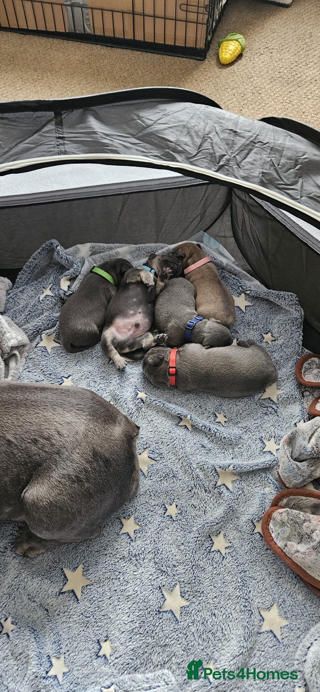 Mixed Breed dogs for sale: French Bulldog x Chichuhua - Image 17