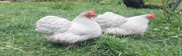 Chickens poultry for sale: Day‑Old Chicks and Hatching eggs - pure breed - Advert 15