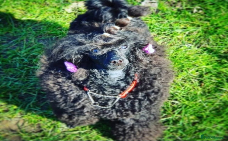 Toy Poodle dogs - Advert 1