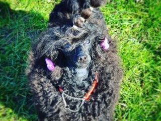 Toy Poodle dogs - Advert 28