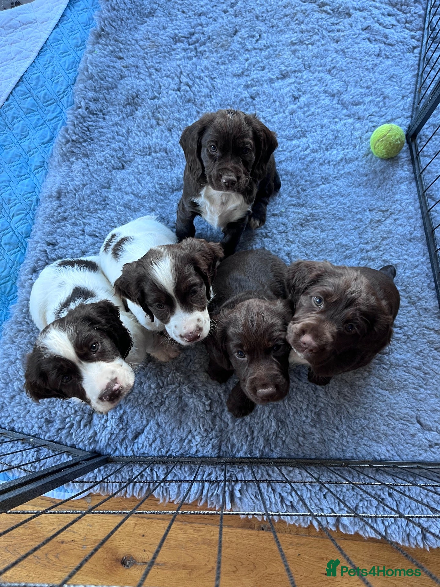 Sprocker dogs Sprocker Puppies - 4th generation.  - Advert 1