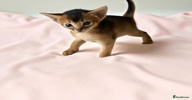 Abyssinian cats - Advert 3