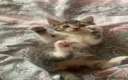 Mixed Breed cats for sale: Half Siberian Kittens ready now - Image 3