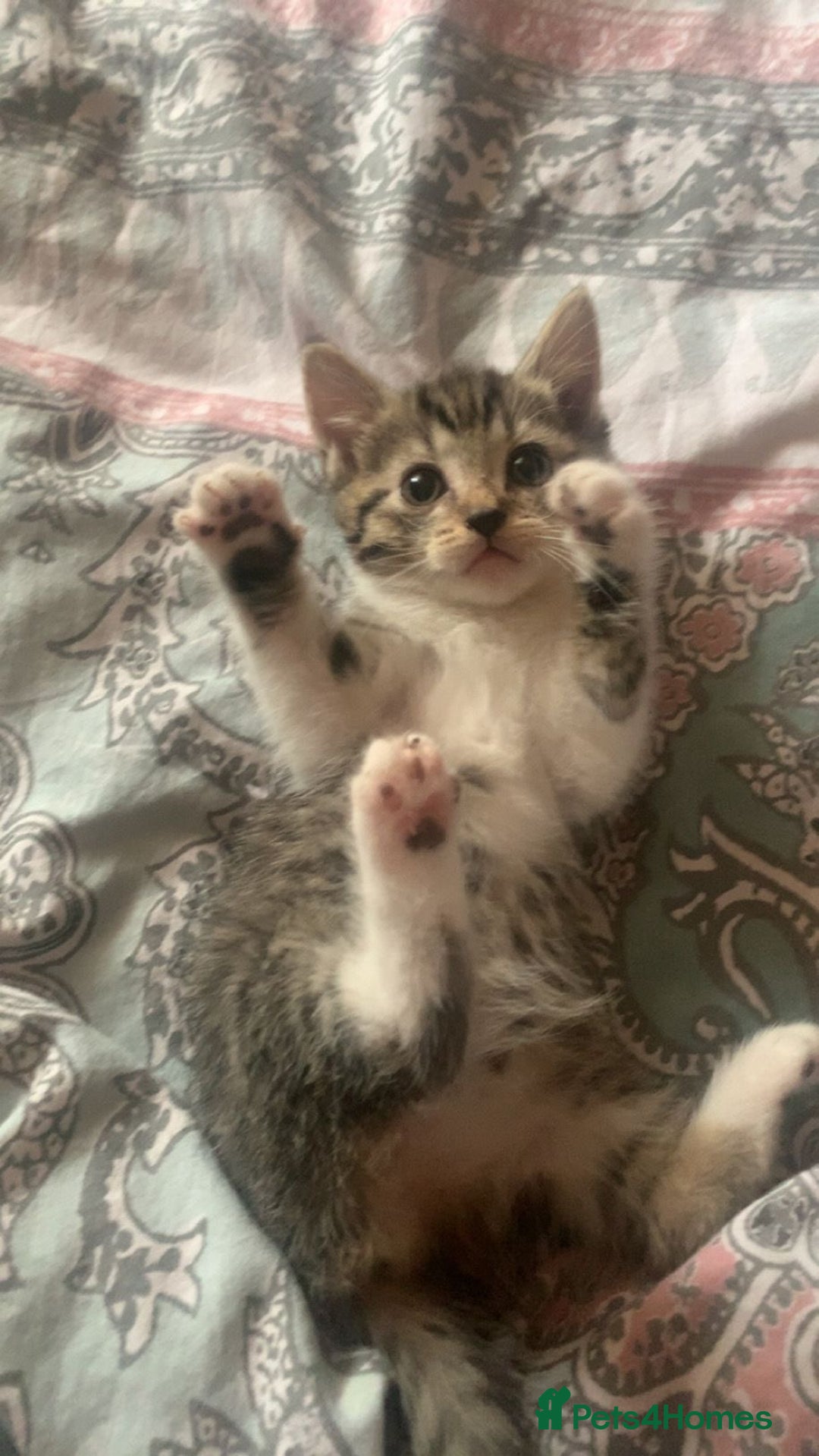 Mixed Breed cats for sale: Half Siberian Kittens ready now - Image 3