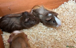 Guinea Pig rodents for sale: Trio Male Guineapigs- Brothers  - Image 10