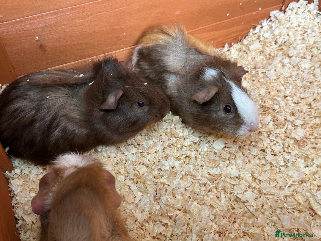 Guinea Pig rodents for sale: Trio Male Guineapigs- Brothers  - Image 10
