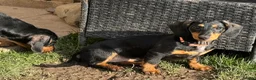 Dachshund dogs for sale: Dachshund puppies standard, smooth coat - Advert 19