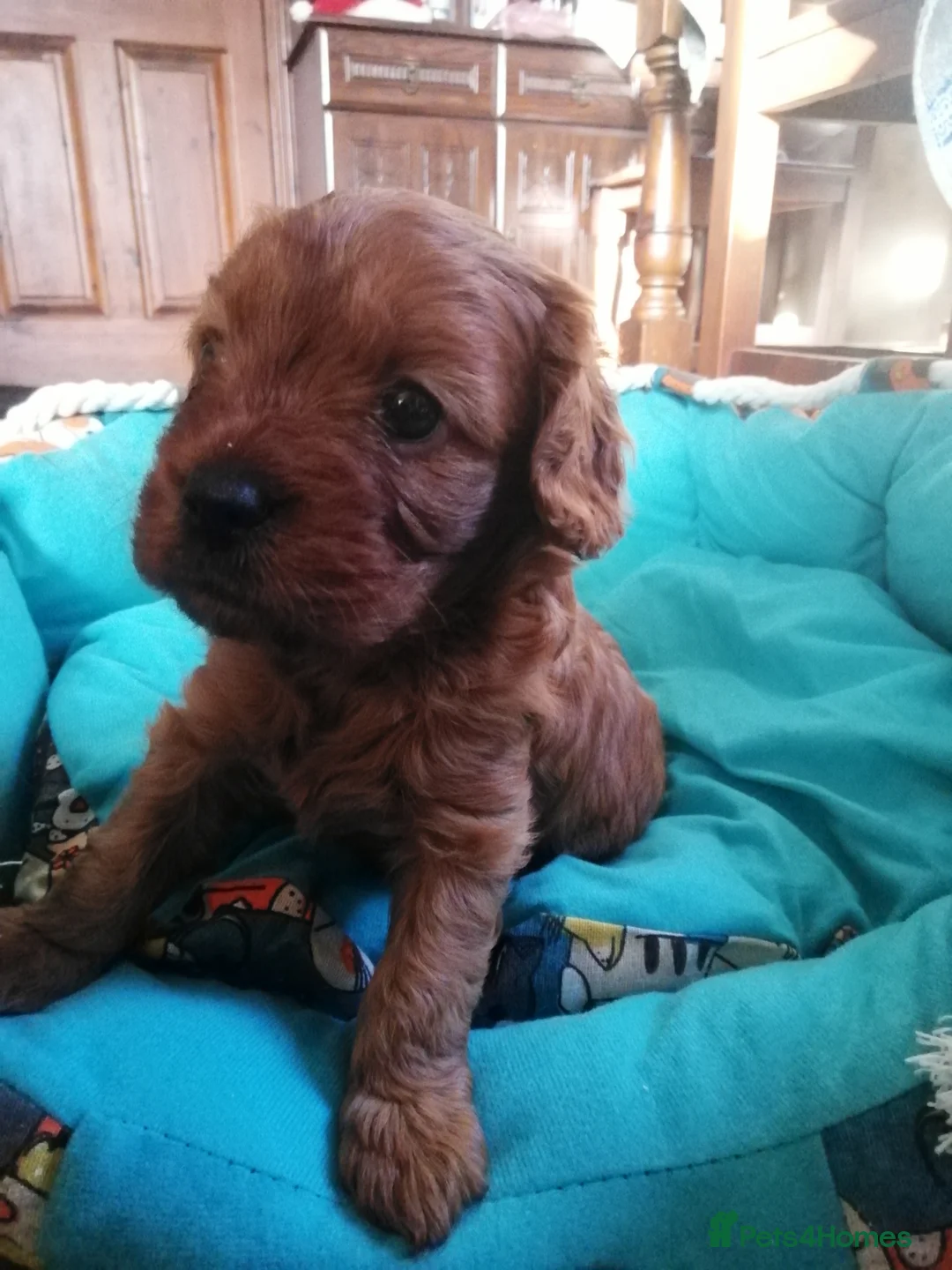 Cavapoo dogs for sale:  Cavapoo  - Advert 21