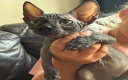 Sphynx cats for sale: ✨ Chunky Stunning Sphynx Kittens for Sale ✨ - Image 3