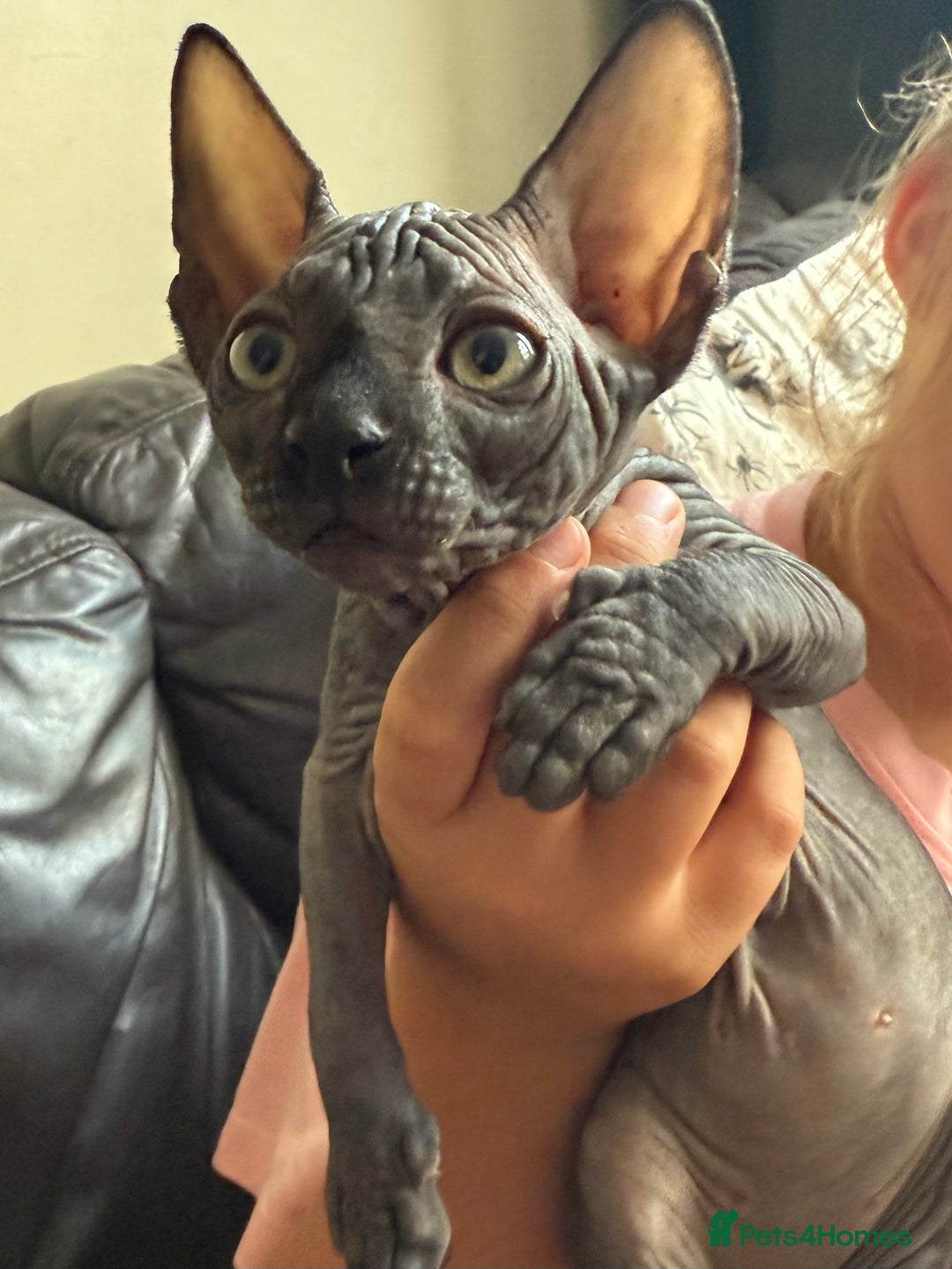 Sphynx cats for sale: ✨ Chunky Stunning Sphynx Kittens for Sale ✨ - Image 3