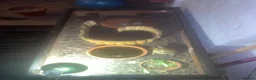 Turtle reptiles for sale: 3 Year old Russian turtle (horsfeild turtle) - Advert 7