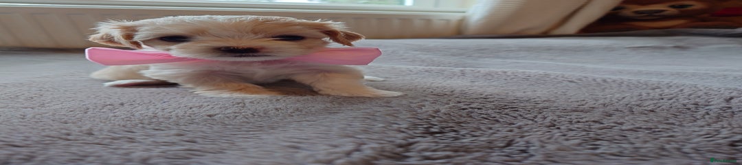Zuchon Puppy 7