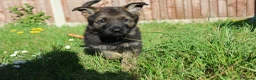 German Shepherd dogs for sale: German shepherd puppies working line - Advert 25