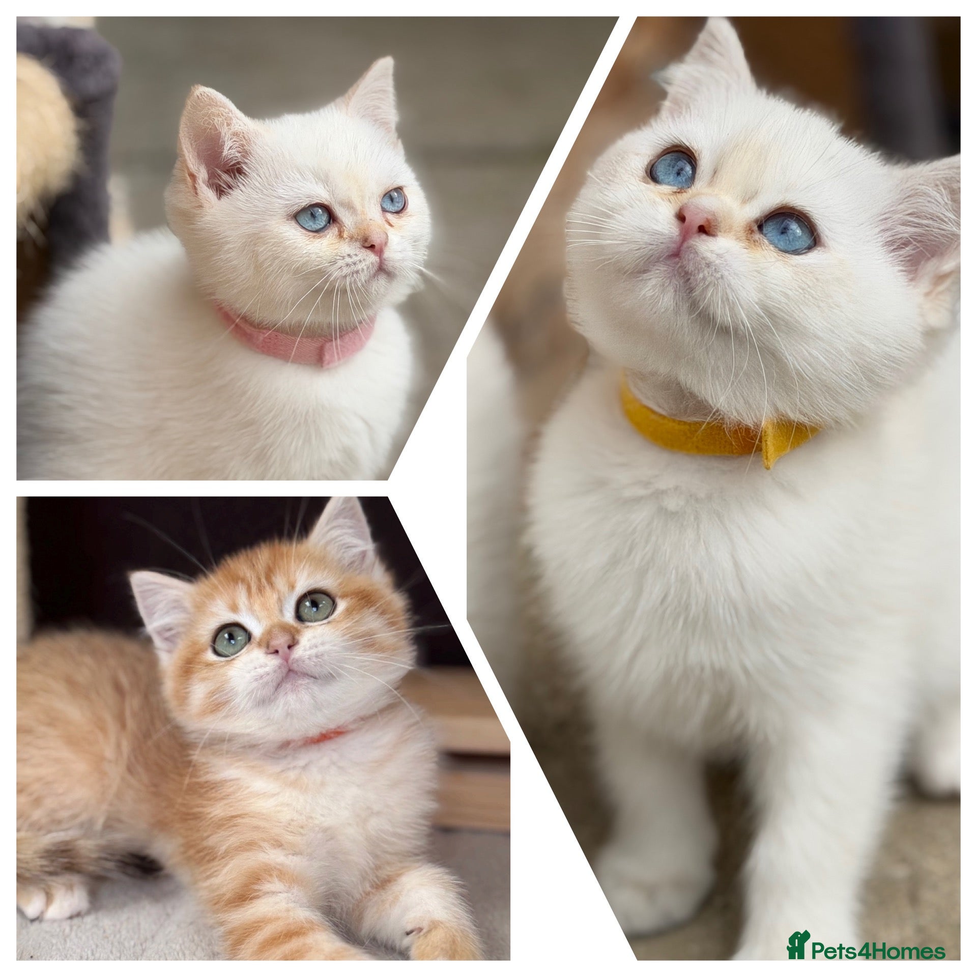 British Shorthair cats Beautiful British Sh golden kittens TICA - Advert 5