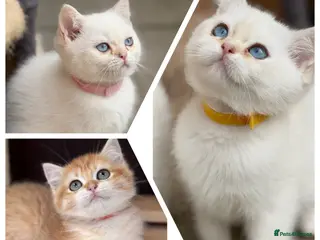 British Shorthair cats Beautiful British Sh golden kittens TICA - Advert 5