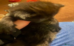 British Longhair cats for sale: Last Girl Kitten  - Image 2