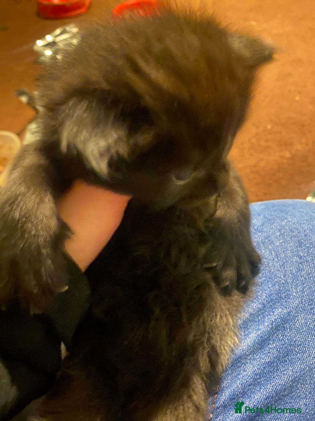 British Longhair cats for sale: Last Girl Kitten  - Image 2