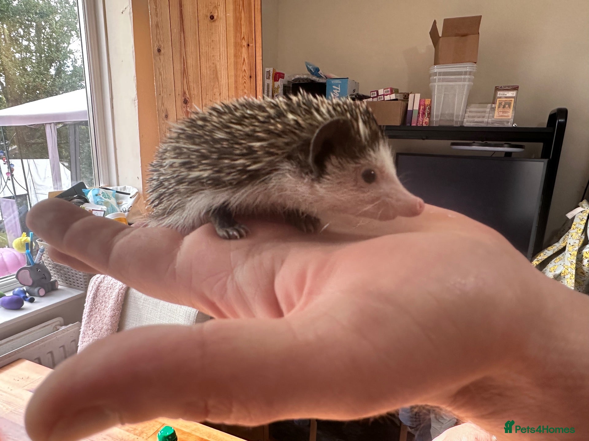 Pygmy Hedgehog rodents 8 week old pygmy Hedgehogs - Advert 9