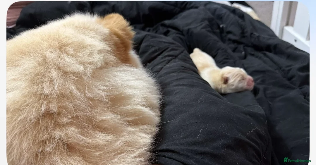 Chow Chow dogs for sale: Chow chow male high quality  in Nottingham - Advert 2