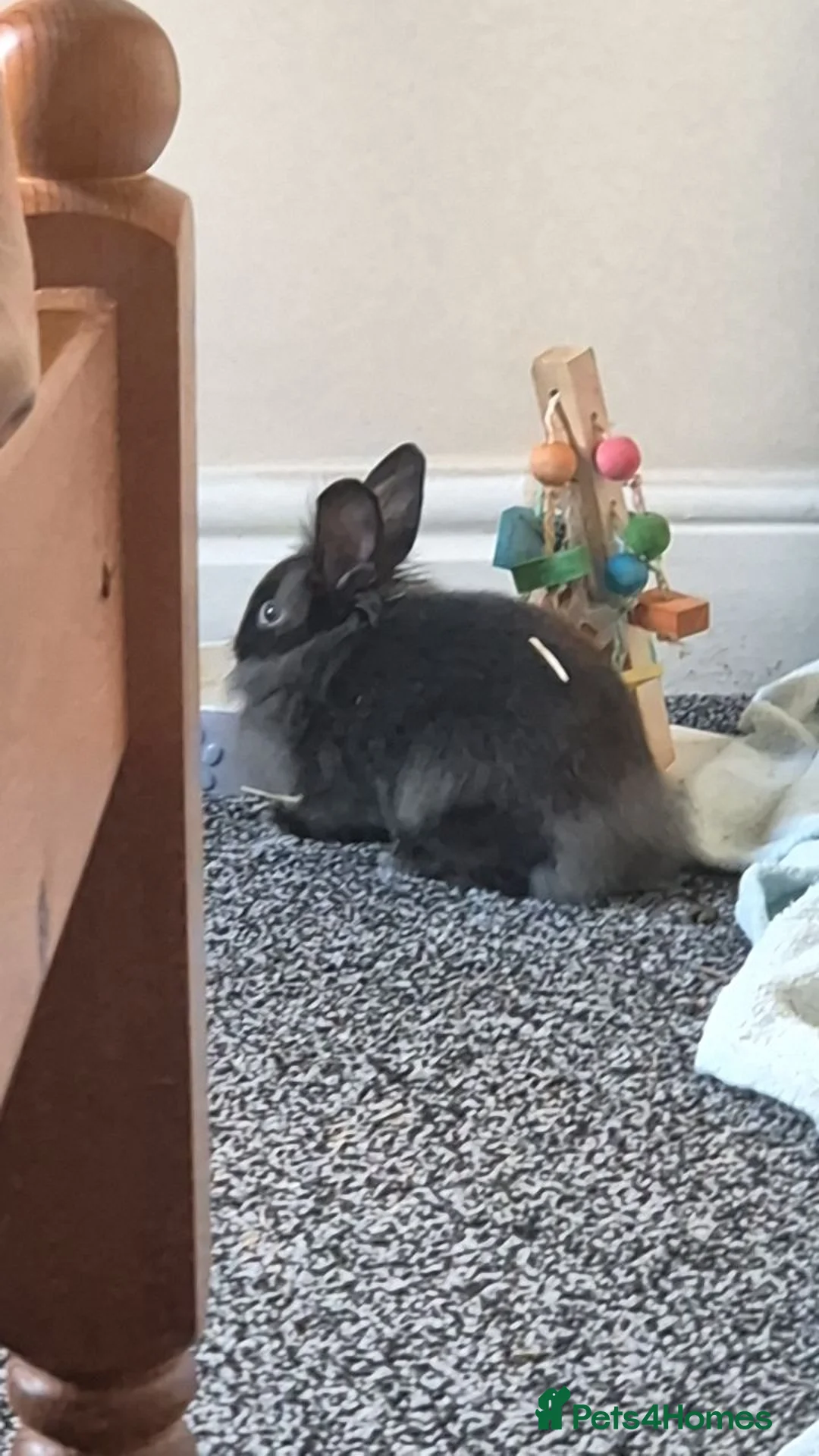 Mini Lion Lop rabbits for sale: mini lion lop boy💙  - Advert 6