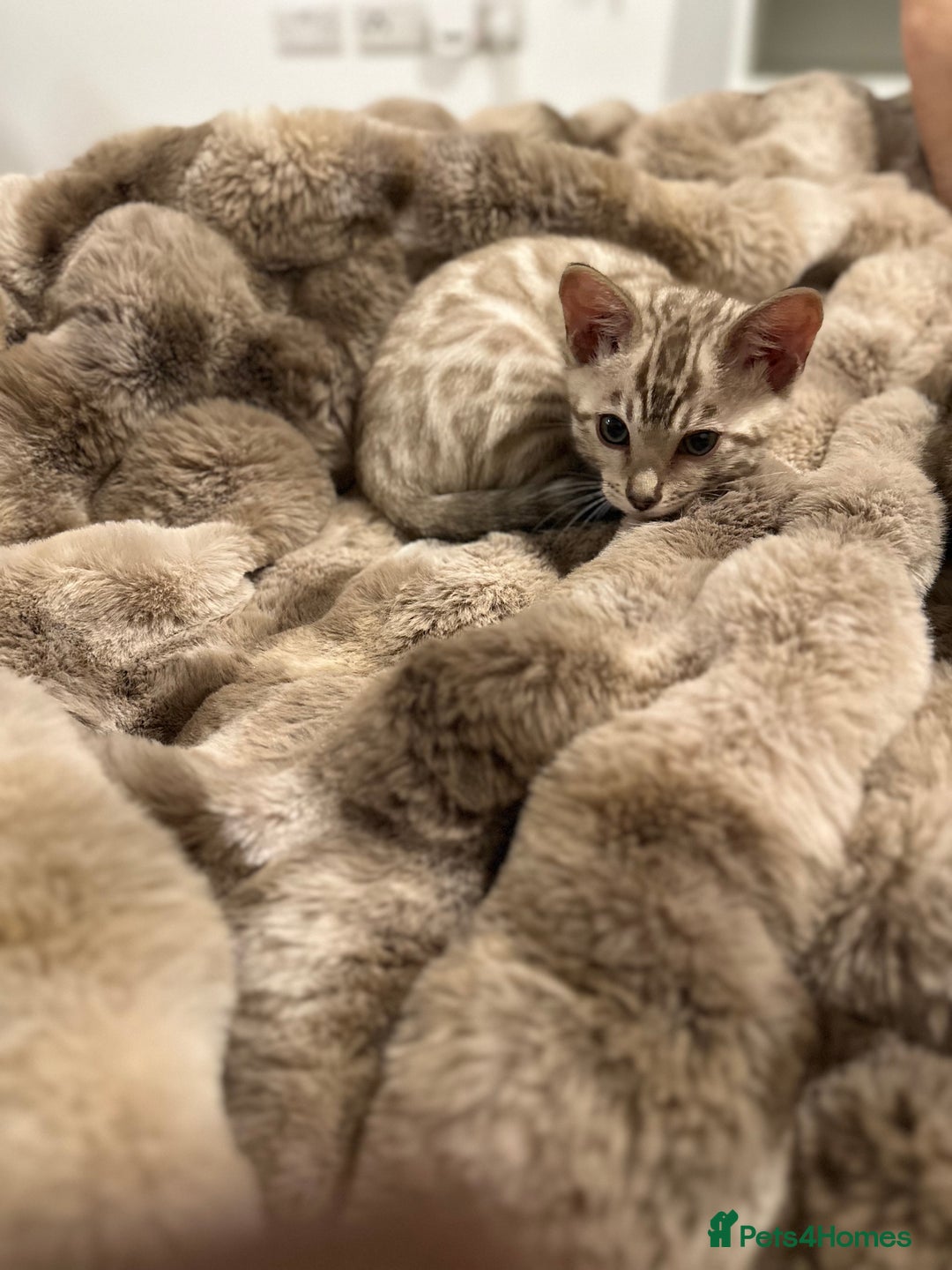 Bengal cats for sale: Bengal kitten  - Advert 2