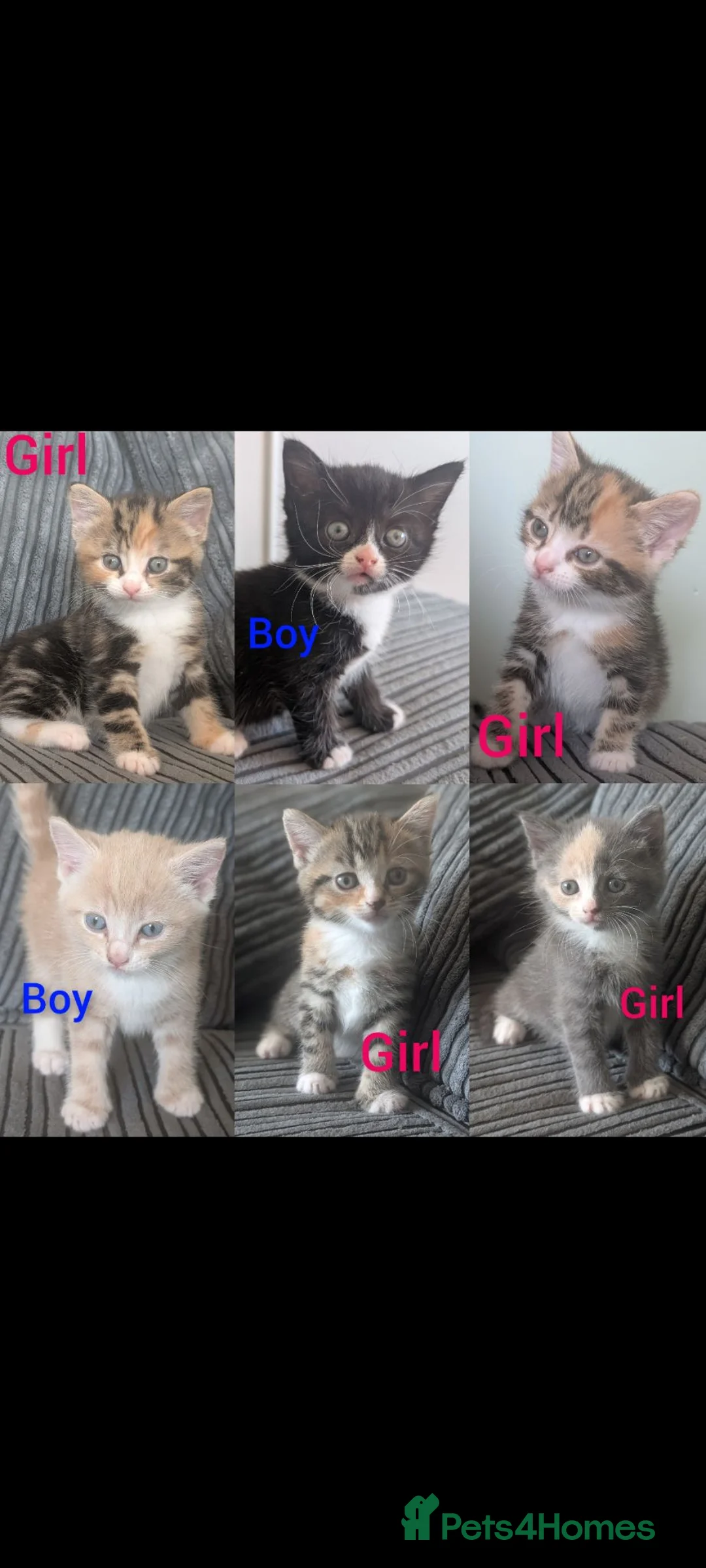 Domestic Shorthair cats for sale: 6 adorable kittens  - Advert 1