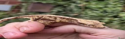 Gecko reptiles for sale: Various crested geckos - Advert 20