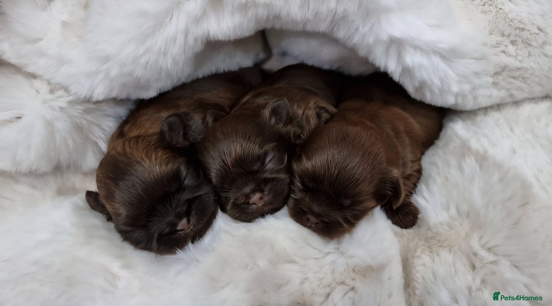 Shih Tzu dogs for sale: Last gorgeous tiny chocolate boy available - Advert 2