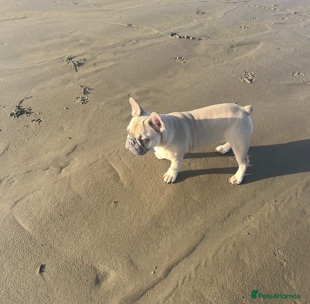 French Bulldog dogs for sale: Our beautiful French bulldog 8 months old  - Advert 4