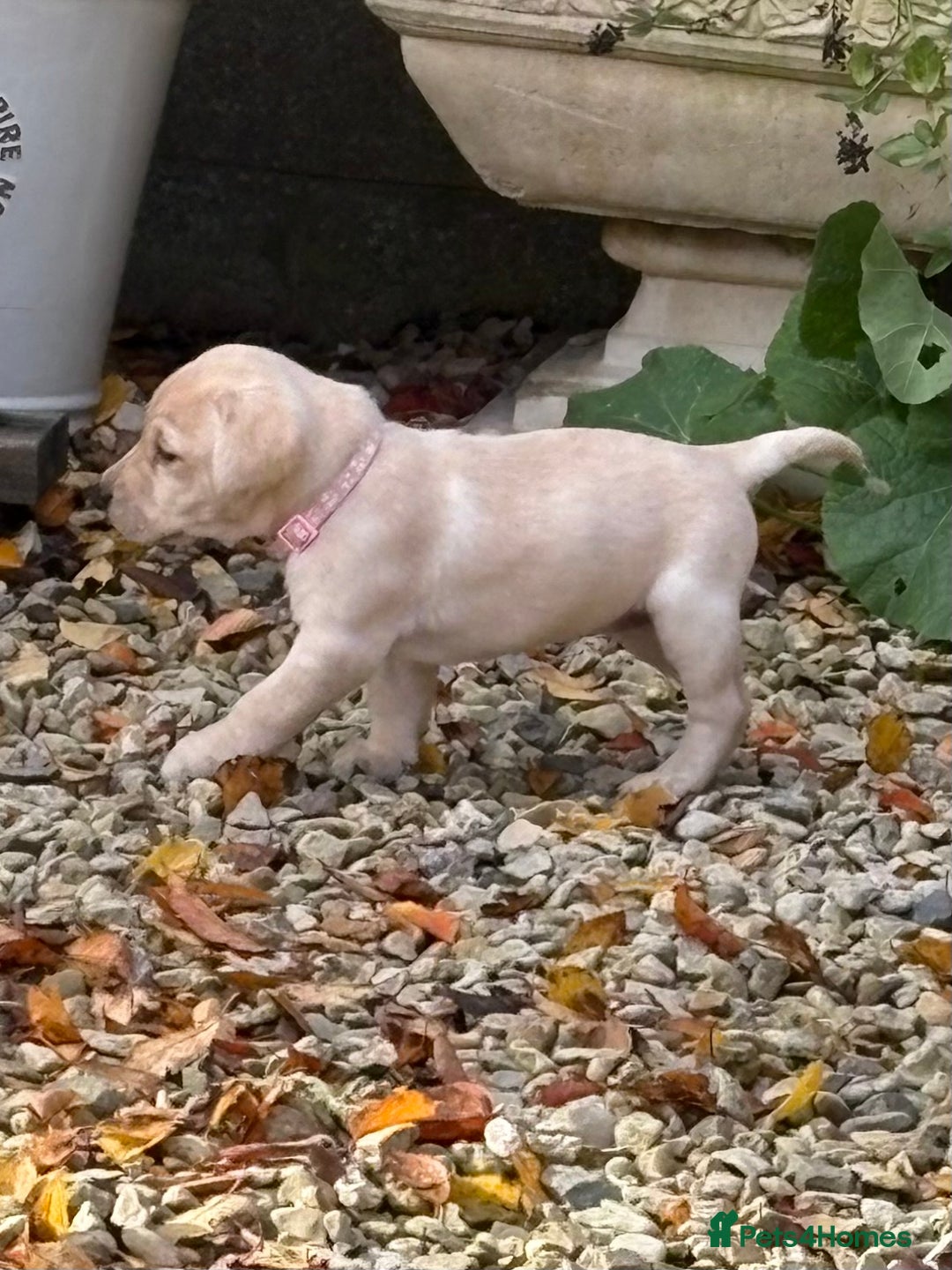 Labrador Retriever dogs for sale: Labrador Puppies - Image 8