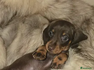 Miniature Dachshund dogs KC Miniature Dachshunds 2 Girls Left - Advert 5