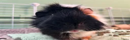 Guinea Pig rodents for sale: 2 Male Guinea Pigs - Advert 3