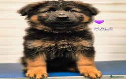 German Shepherd dogs for sale: KC reg health tested German shepherd puppies  - Image 2