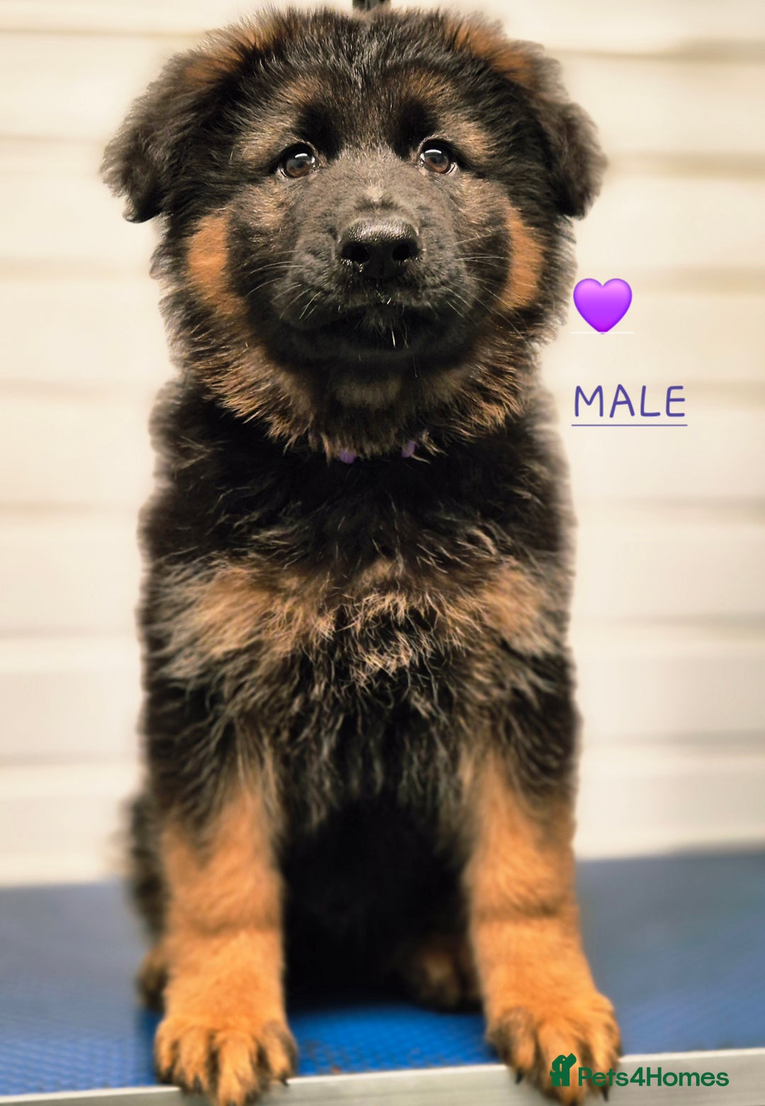 German Shepherd dogs for sale: KC reg health tested German shepherd puppies  - Image 2